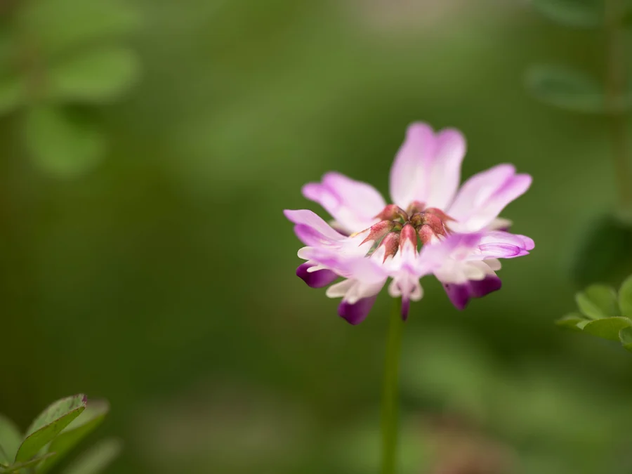 レンゲの花の写真